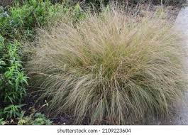 Image result for Eragrostis curvula