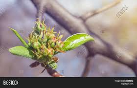 Once planted the central leader (main stem) is cut back to the an application of a good slow release nitrogenous fertiliser at around the third week in august will greatly improve the following year's fruit buds. Buds Pear Tree Young Image Photo Free Trial Bigstock