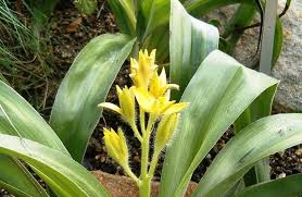 Image result for Hypoxidaceae