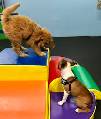 Why pay to lock your dog in a cage? Small Dog Play Group All Dogs Allowed
