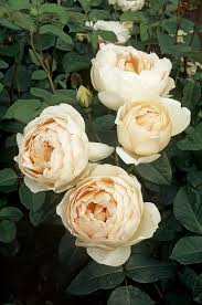 The flowers are a deep crimson/wine color and i apologize because i didn. 9x De Lekkerst Geurende Rozen Voor Elke Tuin Gardeners World