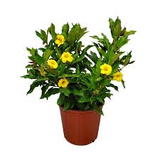 Image result for Allamanda