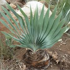 Image result for Boophone