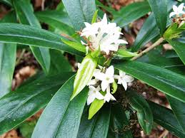 Image result for Thymelaeaceae