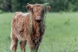 Their milk has an extremely high butterfat content, up to 10%, which some farmers may find appealing, but others have stated is a required taste! Everything You Want To Know About Fluffy Cows