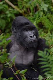Gorillas in the Mist – Life/Nature