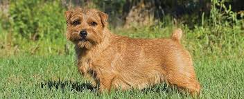 The ancestors of today's norfolk and norwich terriers originated in england. Norfolk Terrier Dog Breed Profile Petfinder