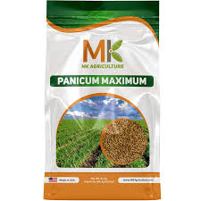 Image result for Panicum maximum
