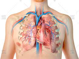 At the front, they are attached by cartilage and at the back of the spine. Human Lung Anatomy Stock Photos Offset