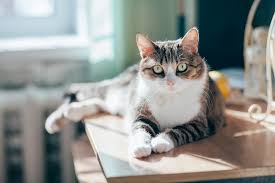 She is living happily in foster and enjoys running around. First Known Cat Infected By Coronavirus Reported In Belgium