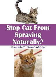 Pin On Cat Spray Remover