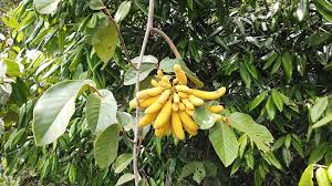 Image result for Uvaria afra