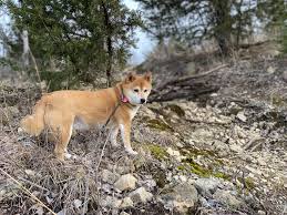 Kaya The Explorer In 2020 Corgi Dogs Animals