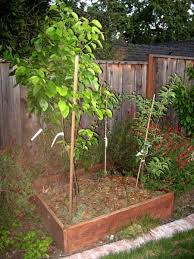 Maybe you would like to learn more about one of these? Raised Bed Plantings Dave Wilson Nursery Vegetable Garden Design Backyard Landscaping Designs Small Backyard Landscaping