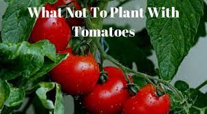 We did not find results for: What Not To Plant With Tomatoes Growing Guides