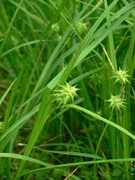 Image result for Scleria hispidula