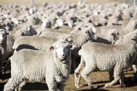 Merino Wool History Benefits Facts And Uses Silverlight