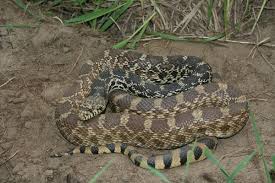 Applegate albino san diego gopher, sex: Bullsnake Wikipedia