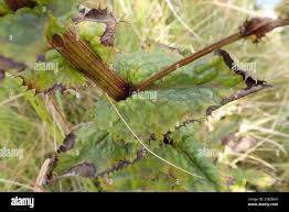 Image result for Alepidea amatymbica