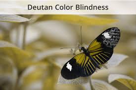 How does the eye normally see colors? Types Of Color Blindness What Do Color Blind People See Enchroma Color Blind Glasses Enchroma