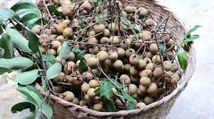 Yuǎn lóng píng de shì jiè 袁隆平的世界 the world of yuan longping (1 ed.). Ping Pong Fruit Stock Video Footage 4k And Hd Video Clips Shutterstock