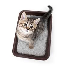 The Top 8 Reasons Why Your Kitty Won T Use The Litter Box