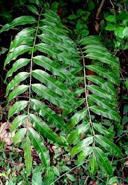 Image result for Stenochlaena