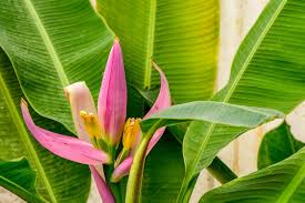 Image result for Musaceae