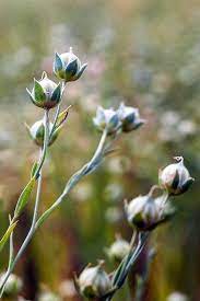 How To Grow Flax For Flowers Seeds And Oil Gardener S Path