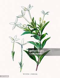Image result for Bouvardia longiflora
