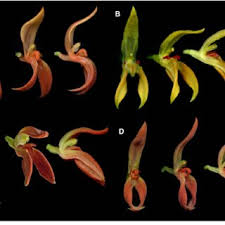 Image result for Tridactyle stevartiana