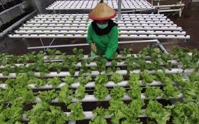 Untuk tanaman yang ditanam dengan media hidroponik akan menggunakan sedikit air dibanding dengan metode penanaman menggunakan media tanah. Selada Hidroponik Cara Menanam Yang Mudah Dan Menguntungkan Okezone Economy