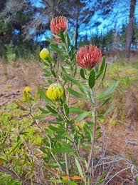 Image result for Alectra orobanchoides