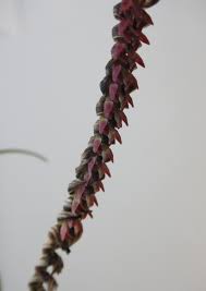 Image result for Bulbophyllum cochleatum