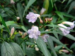 Image result for Strobilanthes anisophylla