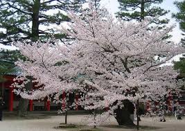 3 ukuran/size :30×70 + 30×70 + 30×70 cm motif :abstrak (semi timbul) beli. Foto Bunga Sakura Buatan Catatan Dan Sebagainya Bunga Sakura Baby Pink Cantik 10 Dessert Bertema Sakura Dari Jepang Taman Bunga Sakura Bunga Gambar Bunga