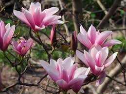 Order wholesale & discount purple flowers by the bunch. 17 Great Flowering Trees For Residential Landscaping