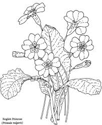 Primrose Flower Drawing Floral Drawing Flower Doodles