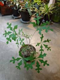 Image result for Cussonia spicata