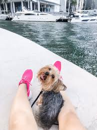 9526 ne 2nd ave #104, miami shores • 6.2 mi. Nessy Puppies Pet Grooming Miami Fl Barxie