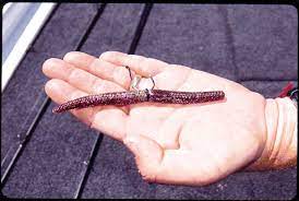 Doing this also causes an irregular fall while the worm is gliding to the bottom. Senko Tactics Catch Huge Spring Bass Wacky Style Or Weighted