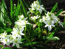 Haben sie blumenzwiebeln verschiedener frühlingsblumen, wie glockenblumenwiesen, narzissen und tulpen, welche in diesem jahr noch keine noppen und blüten. Fruhling Blumen Weiss Testen Und Bloggen