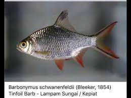 10 jenis ikan air tawar paling populer mana favoritmu. Jenis Jenis Ikan Air Tawar Yang Ada Di Malaysia Youtube