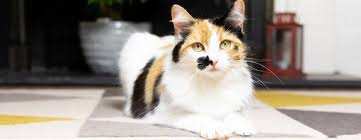 Calico Cat Facts To Know - Calico Cat Facts To Know