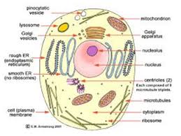 Maybe you would like to learn more about one of these? Solved Question 55draw A Neat Labelled Diagram Of An Animal Ce Self Study 365