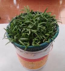 Tanaman kangkung hidroponik ini di miliki oleh kepala desa tanah rata, pulau naira, banda naira, maluku aplikasi tanam kangkung dengan sistem wick sederhana paket hidroponik untuk pemula. Cara Menanam Kangkung Secara Hidroponik Di Pekarangan Rumah Wisata Indonesia
