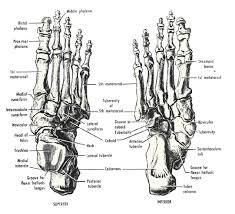Every single person has a skeleton made up of many bones. Pin On Anatomny