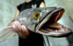 The website collected by this website comes from the. å…¥ä¾µé­šè™Žè‚†è™ æœ‰è§£å—Ž é¡è–ç´˜ é³´äººå ‚