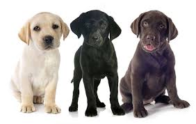 The labrador retriever's coat is short and straight while the golden retriever's coat tends to be longer and wavier. Labrador Vs Golden Battle Of The Retrievers Practical Paw The Dog Lovers Toolkit