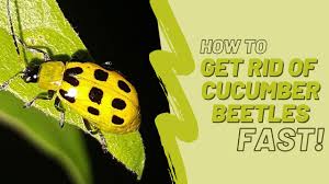 Maybe you would like to learn more about one of these? How To Get Rid Of Cucumber Beetles Thistle Downs Farm